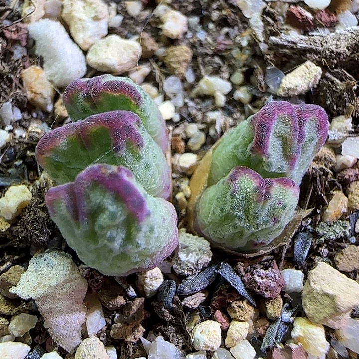 858红边斑马福利福利