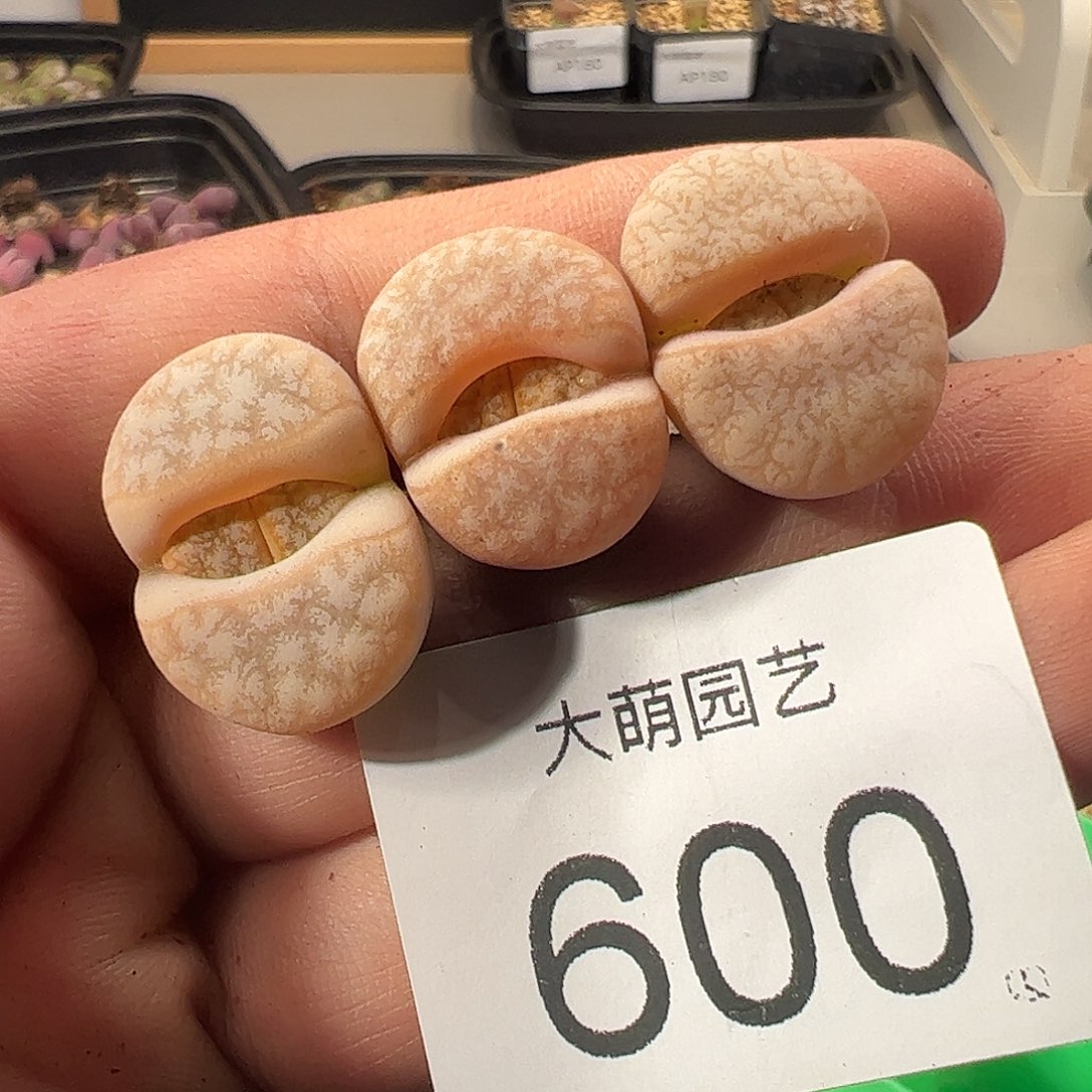 一物一拍正版C309a拿铁600