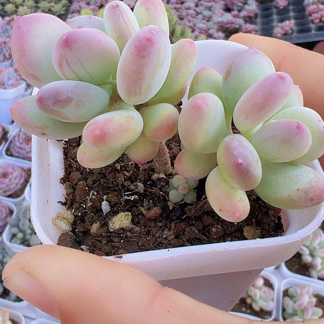 双头老桩苹果奶19包邮