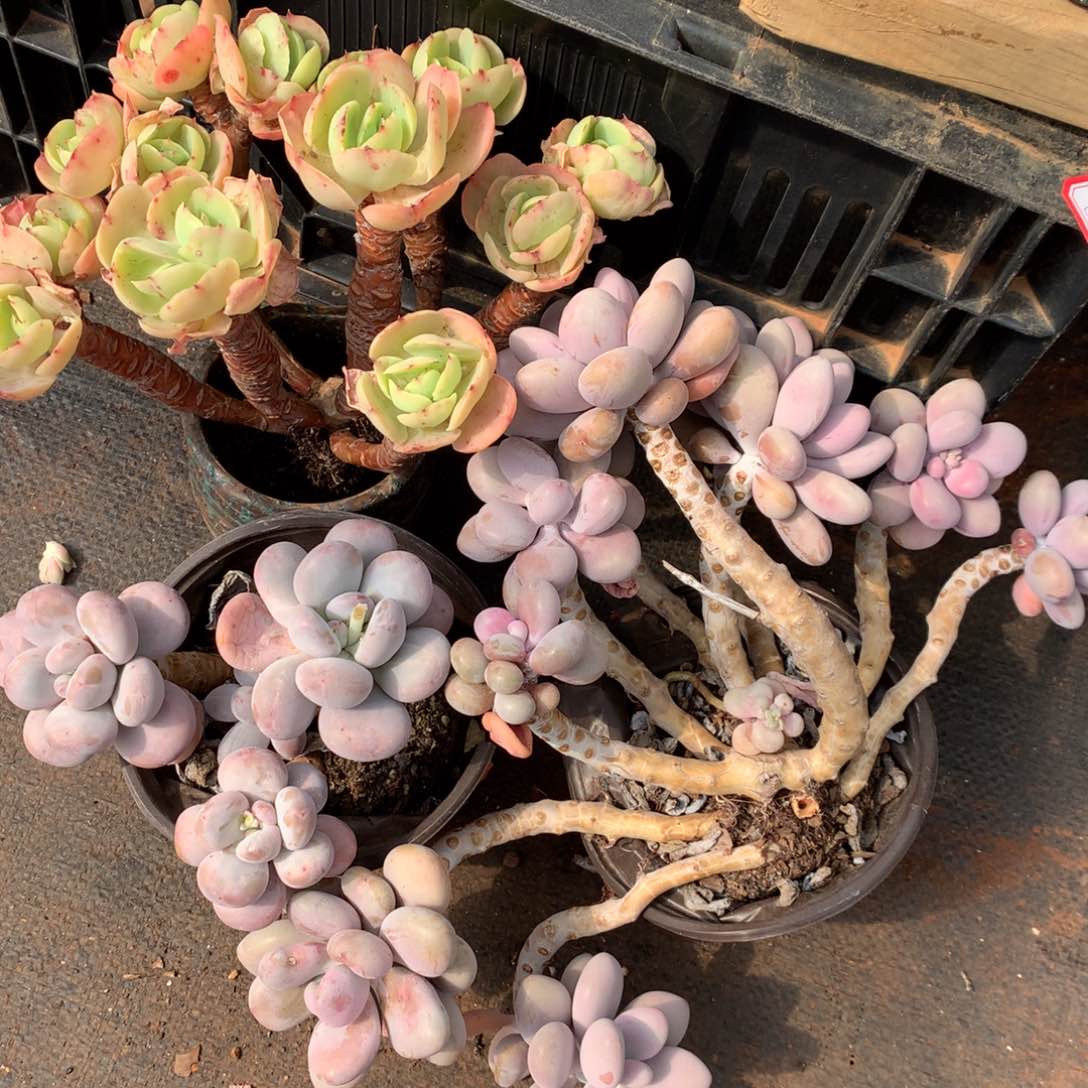 组合套餐566876699