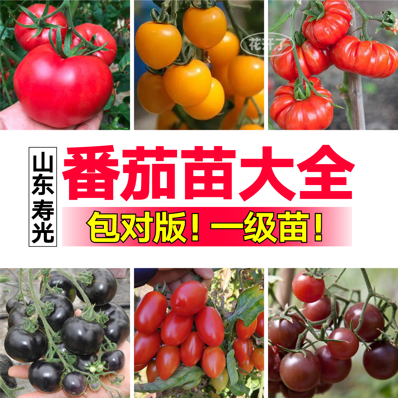 寿光蔬菜之乡各种番茄苗秧西红柿种子圣女果大粉千禧阳台种植盆栽