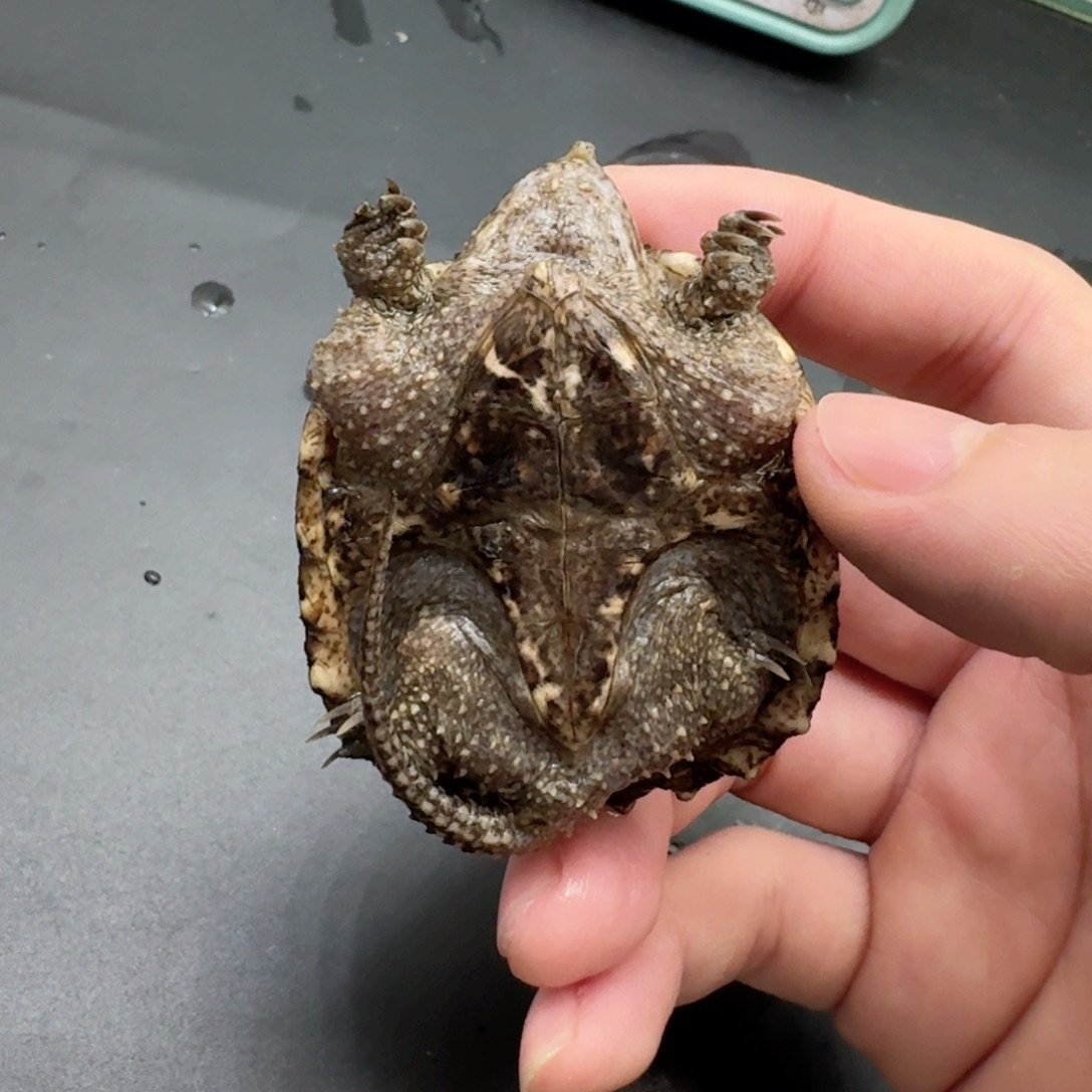 宠物龟不分公母111