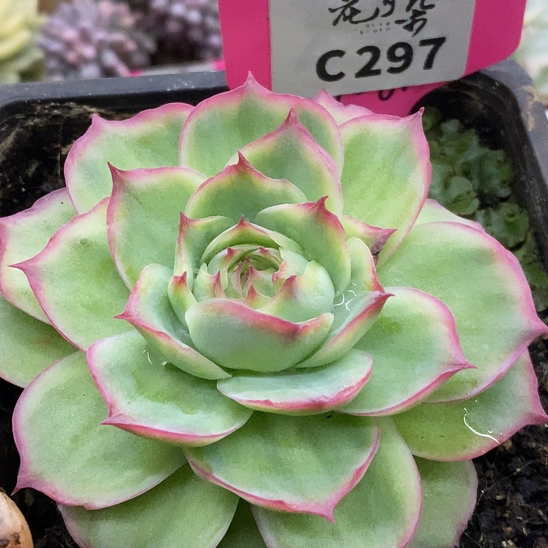 297侧影玫瑰哈哈哈哈哈