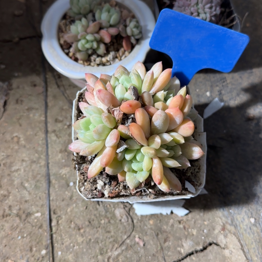 @***萱多肉植物是植物生长