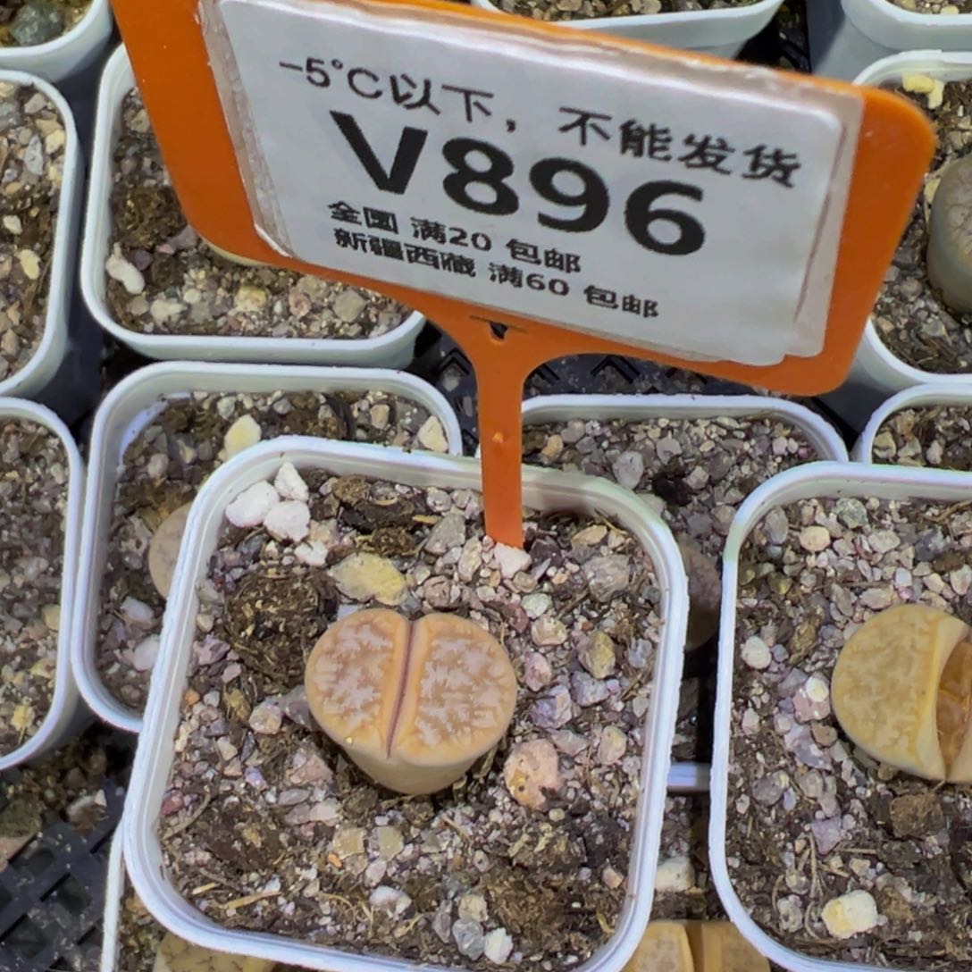 这***迹896 一物一拍，默认有伤，介意勿拍，不退不换