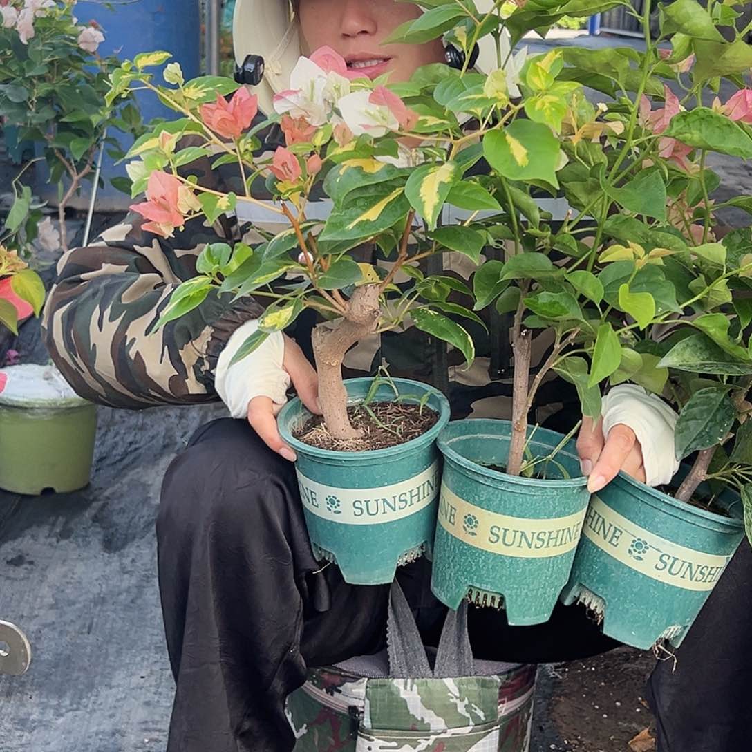 大部分开放少量花苞金色光辉，卡亚塔，金心橙白组合