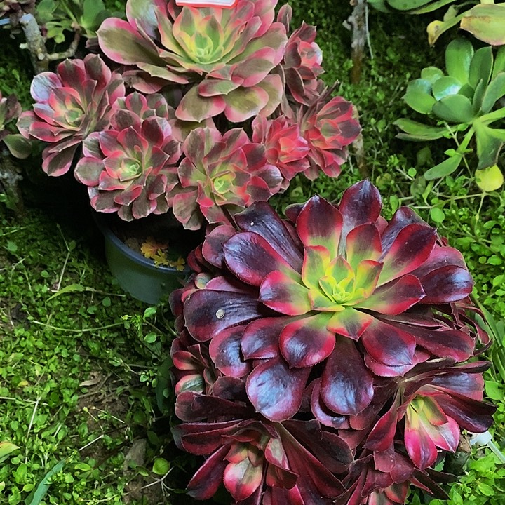 两棵老桩捧花877号