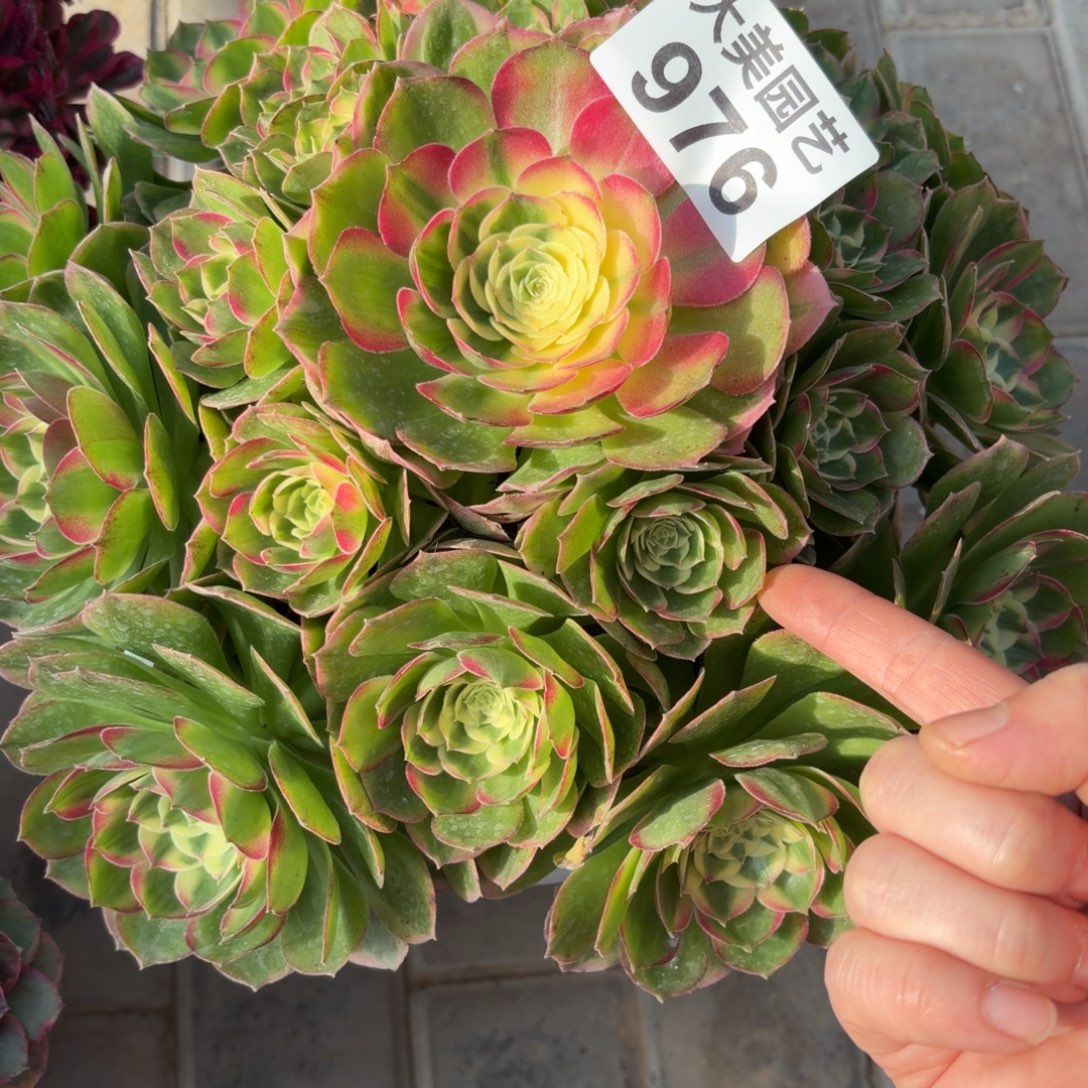 W***w海王老桩97611111111111