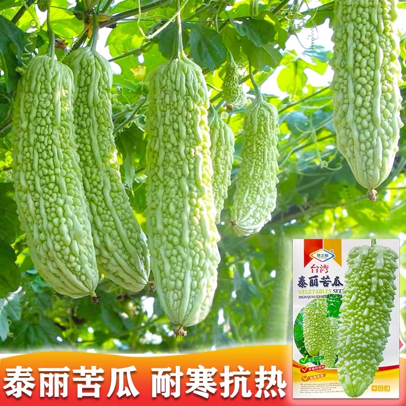 珍珠苦瓜种子春秋季种南方疙瘩白凉瓜耐热苦瓜种籽四季蔬菜种孑