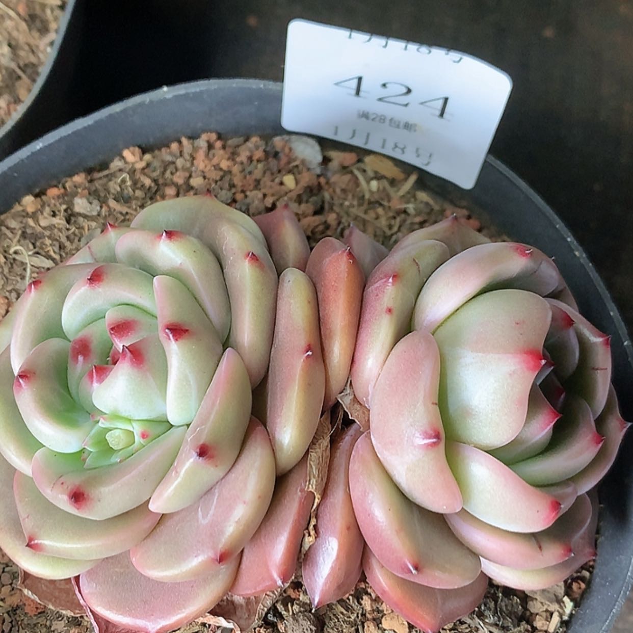 【闪购商品】云424