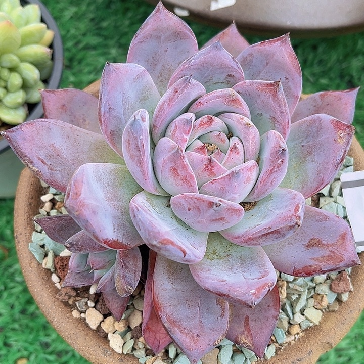 黑卡0774多肉植物