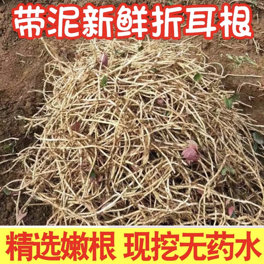 【折耳根】l新鲜现挖带泥凉拌炒菜