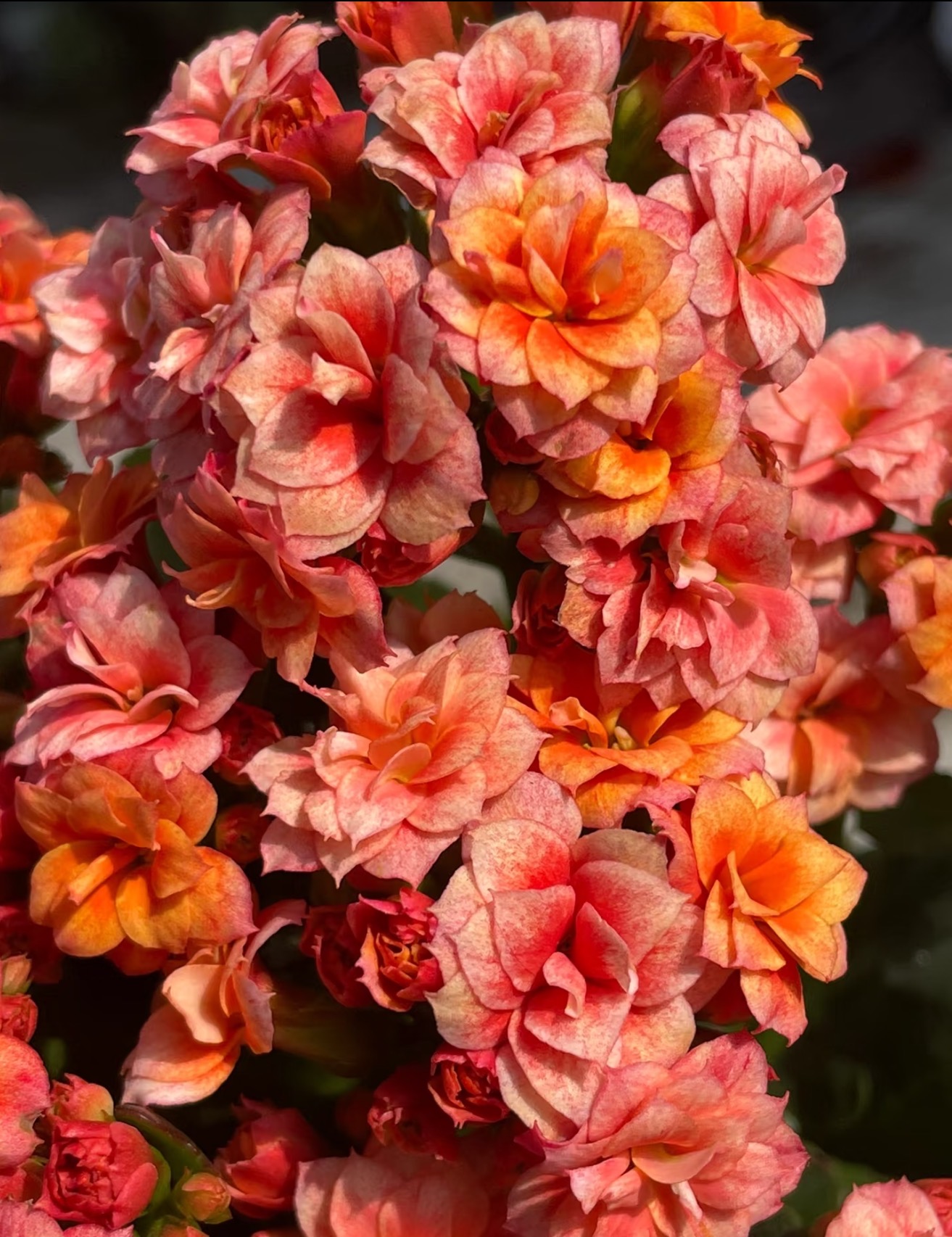 【碎冰玫瑰】130长寿花（两单起发！）