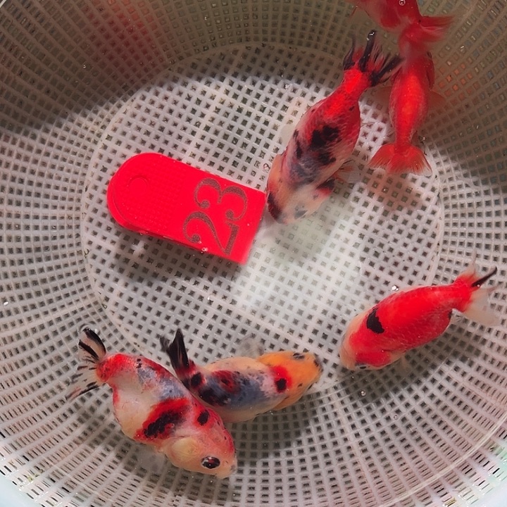 金鱼23号尺寸4-5区间