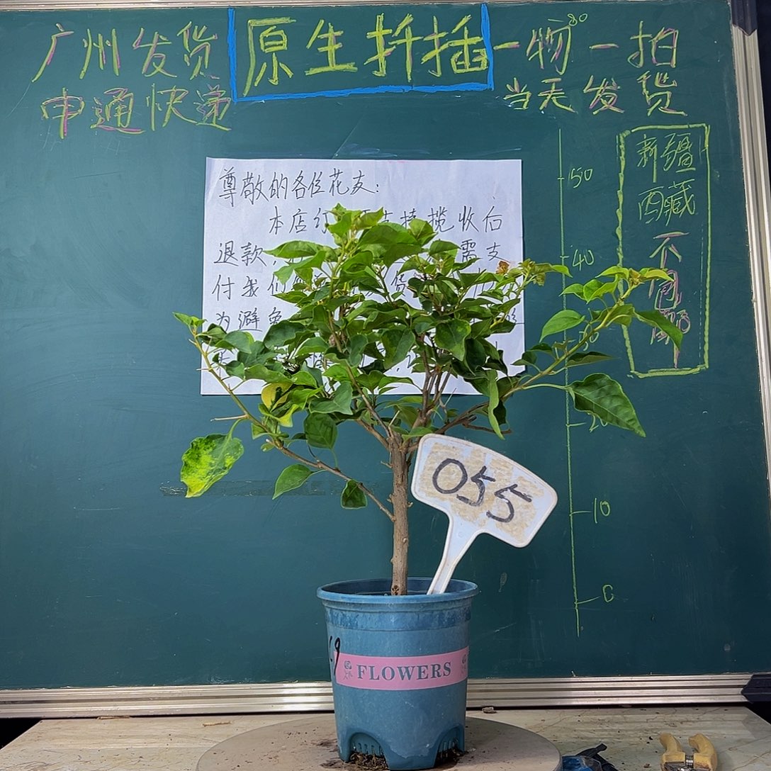 当前无花栽培后可以开花  橙九月  055