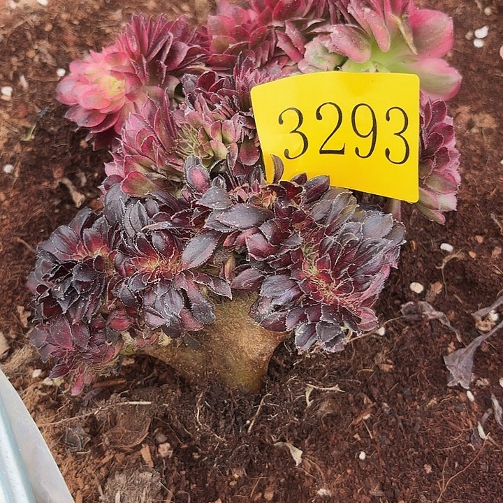 勿**加多肉植物福利3293