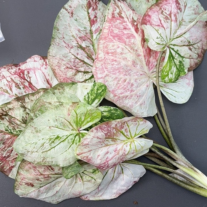 C***T1-1124彩叶芋广东现货