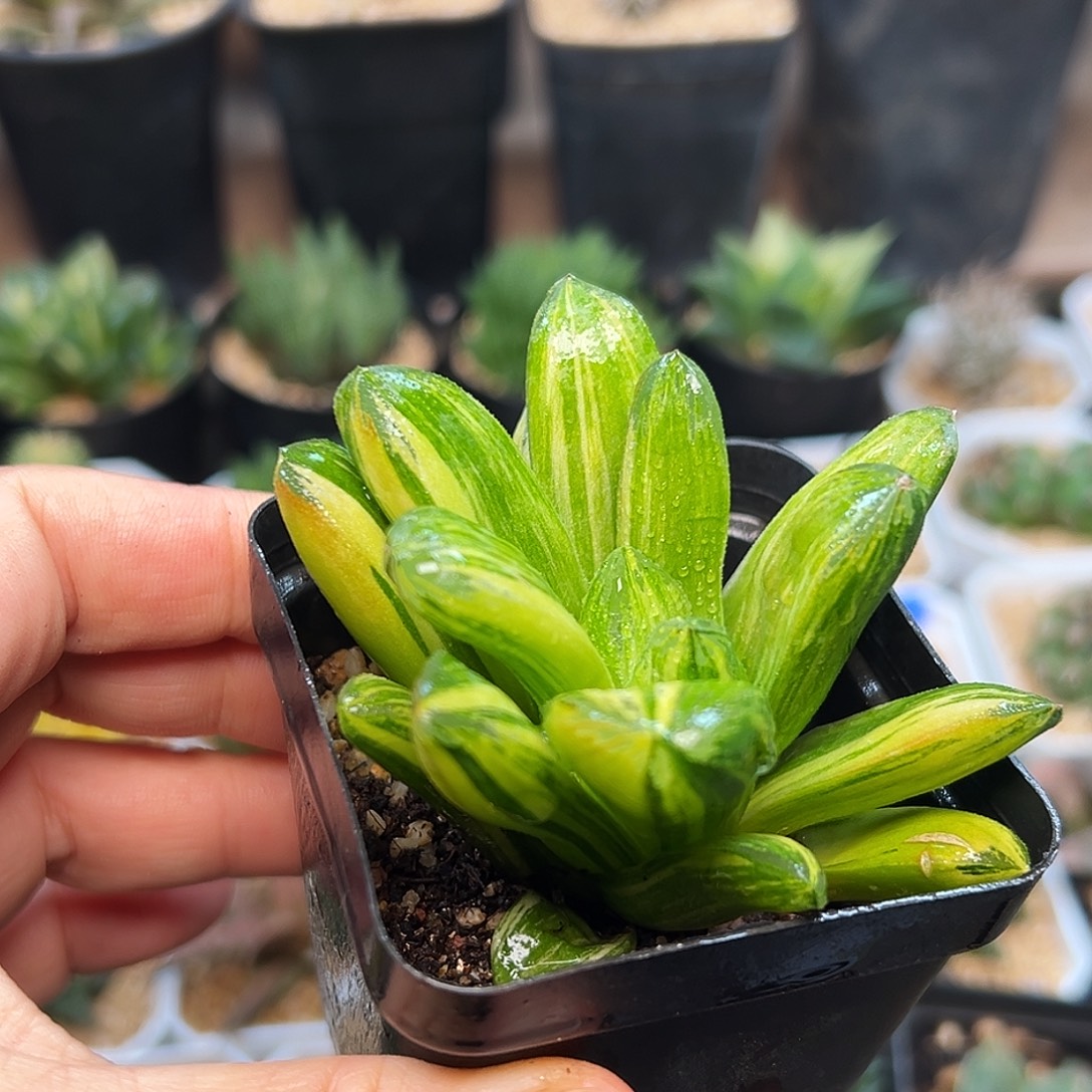 稀有极上斑美惠锦一颗