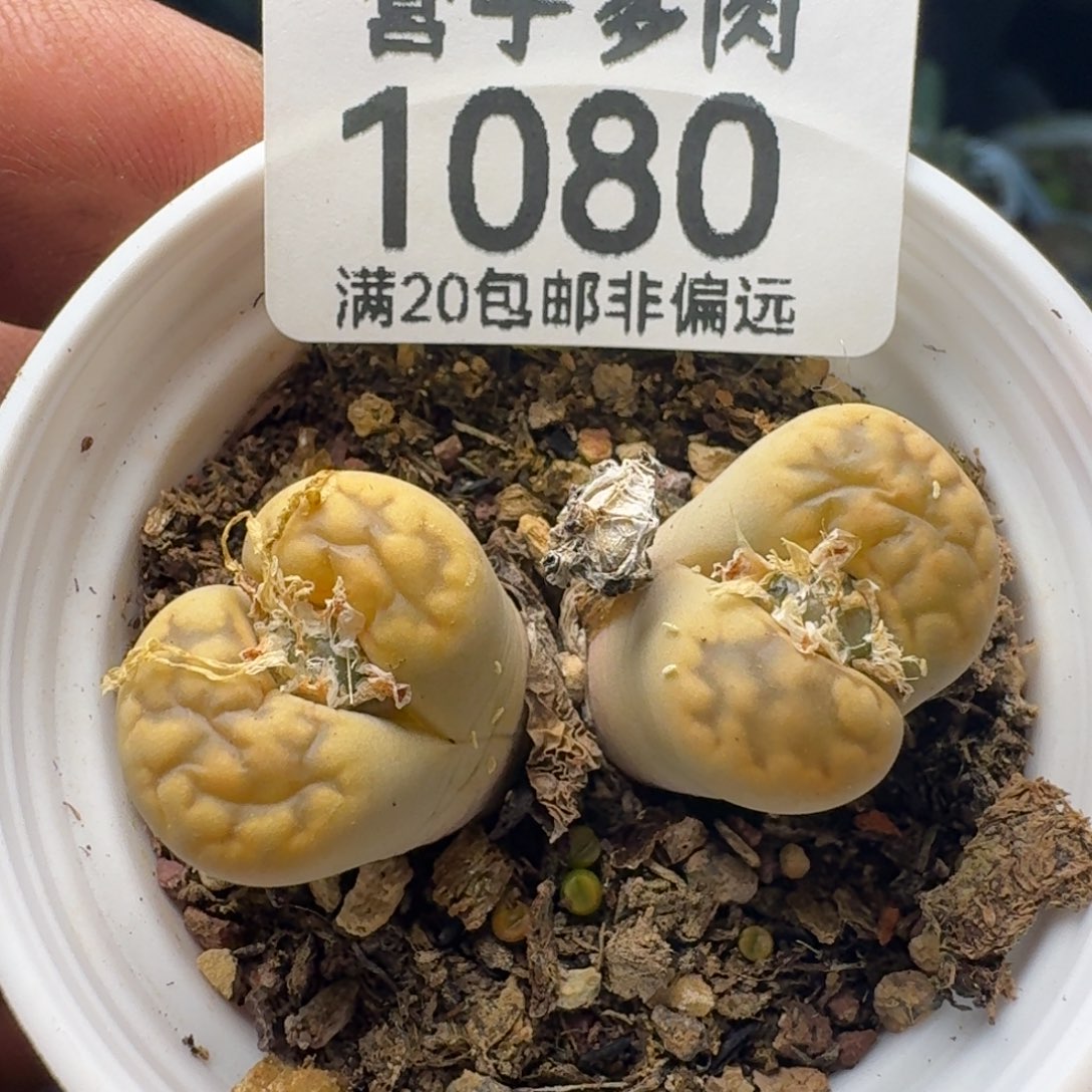 花纹玉双头带盆土。               