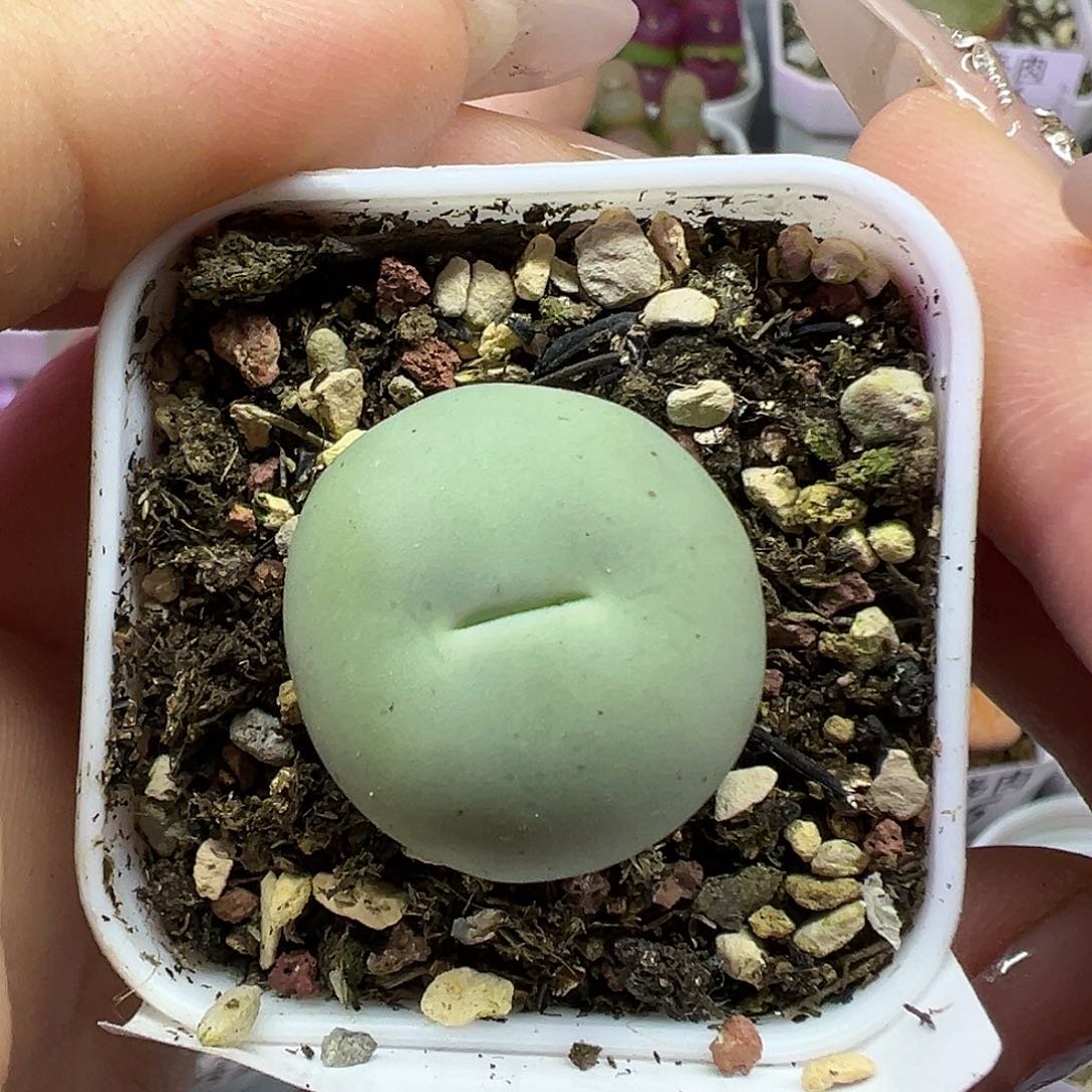 723鸽子蛋带盆土发货