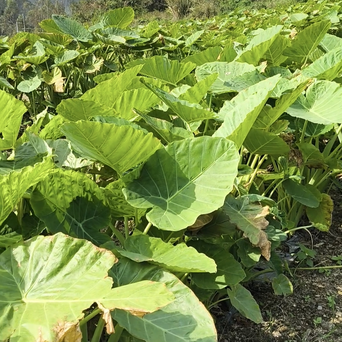 大型象耳芋霸王芋大野芋室内外可水土培花卉盆栽15#