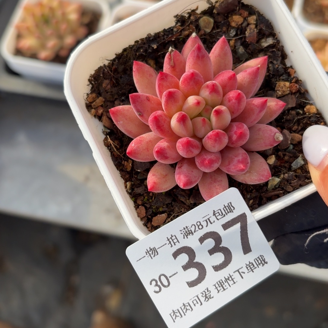 金鱼姬无盆土发货