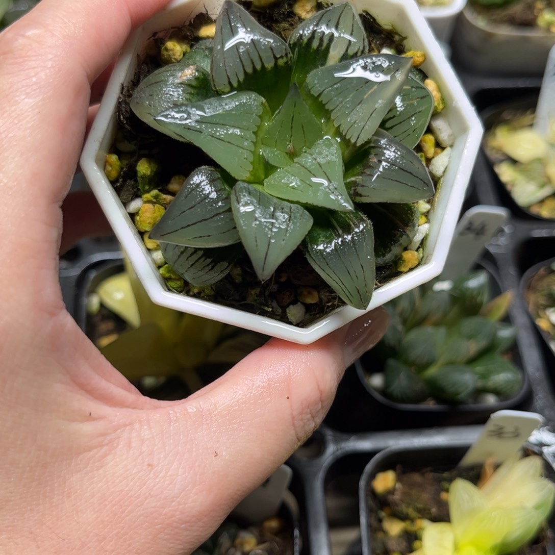 32红纹寿锦一物一拍