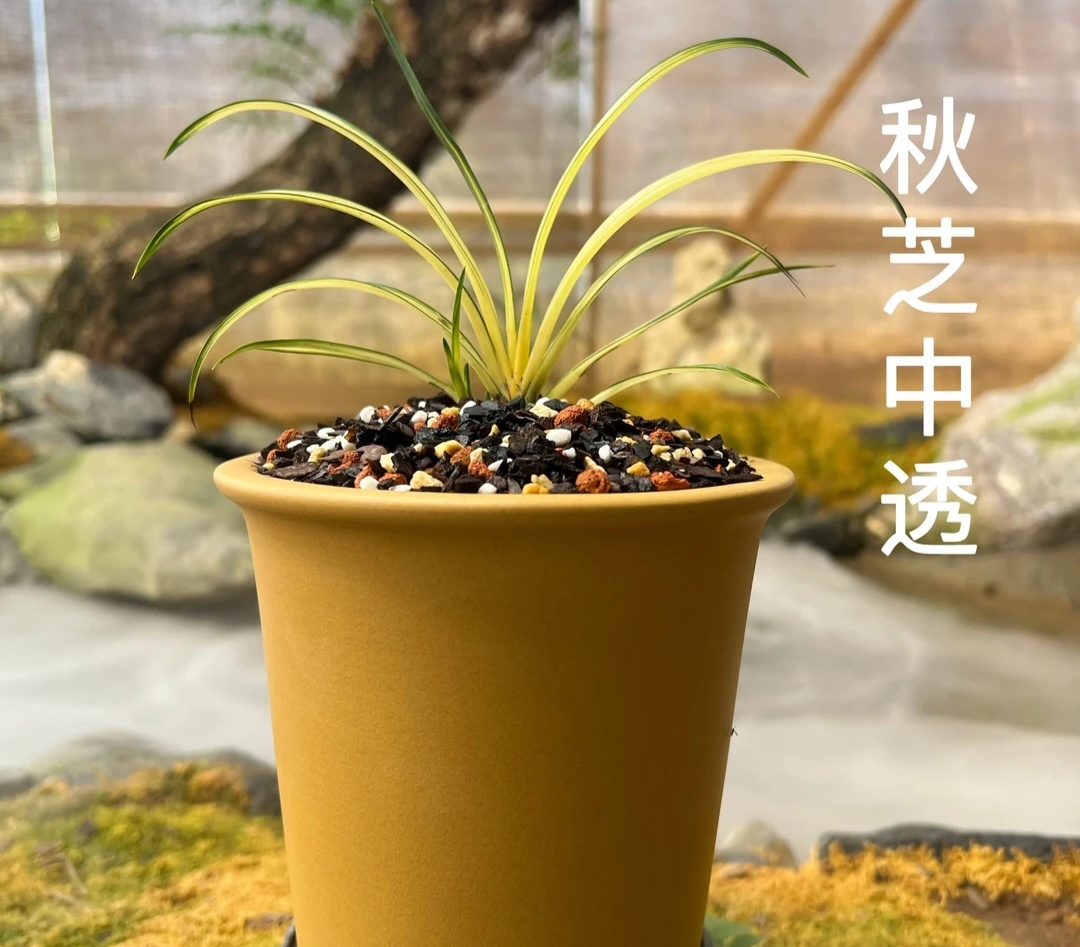 矮种桌面秋芝中透艺兰花耐寒耐旱绿植花卉盆栽兰花质料兰花大盆