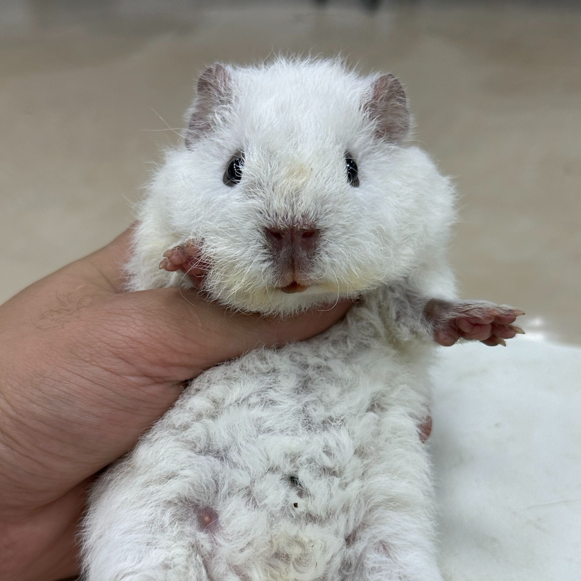 08纯白美泰弟弟荷兰猪可爱包子脸