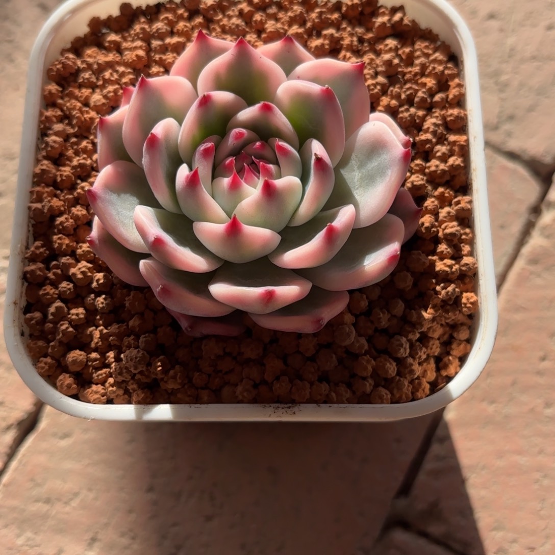 梨***风吉娃娃锦多肉植物