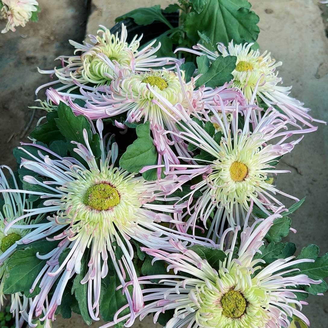 完全开放水佩仙衣母本不受后