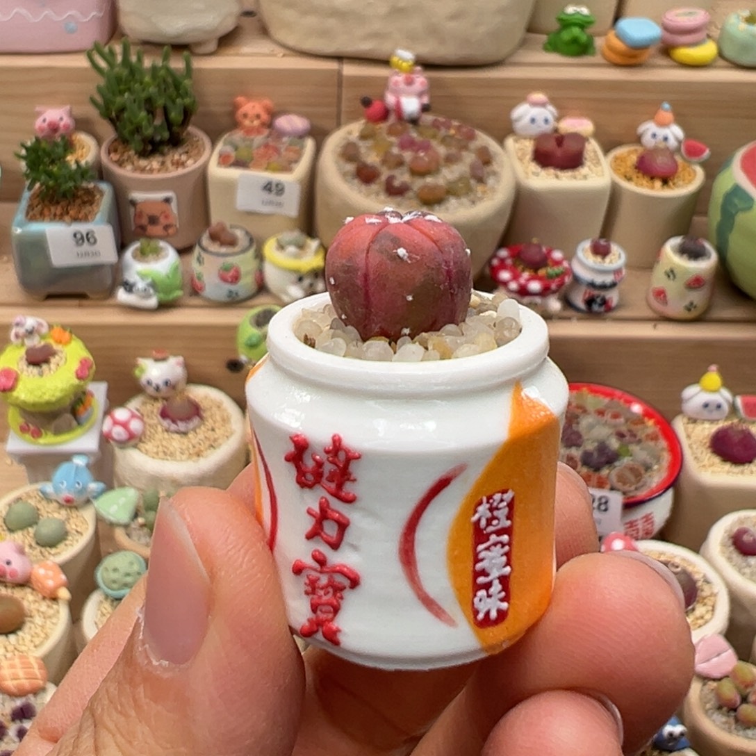 多肉植物151号兜锦