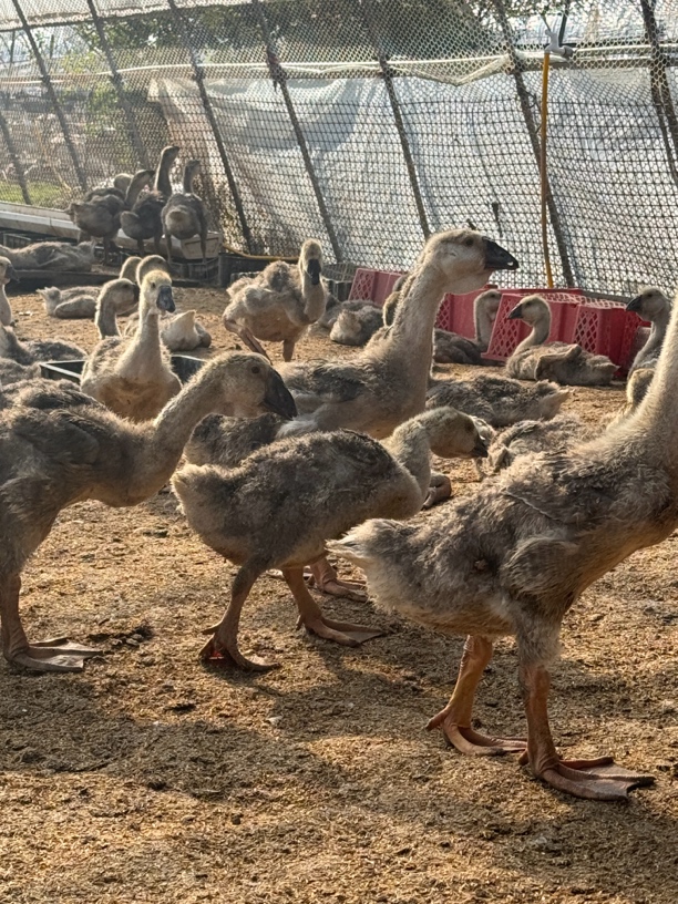 【枫林】特大6-7斤装狮头鹅肉质鲜美预包装肉