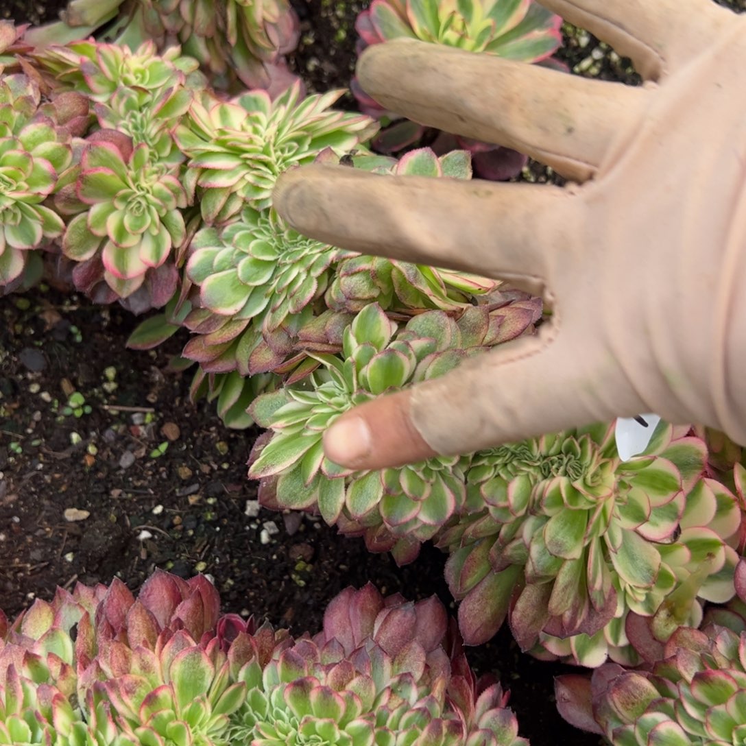 105荔枝缀多肉椅子