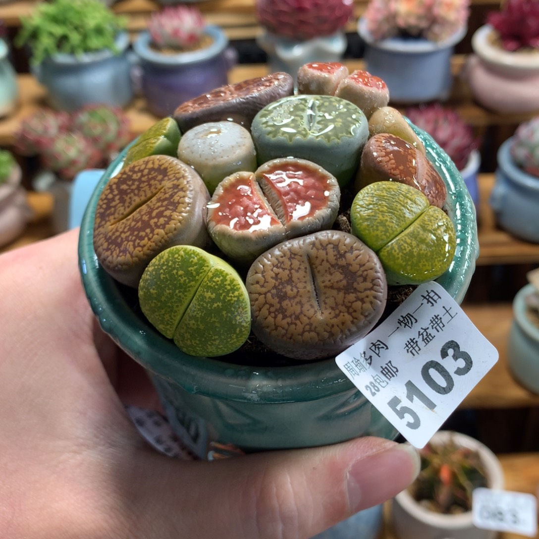 5厘米盆精控多肉5103