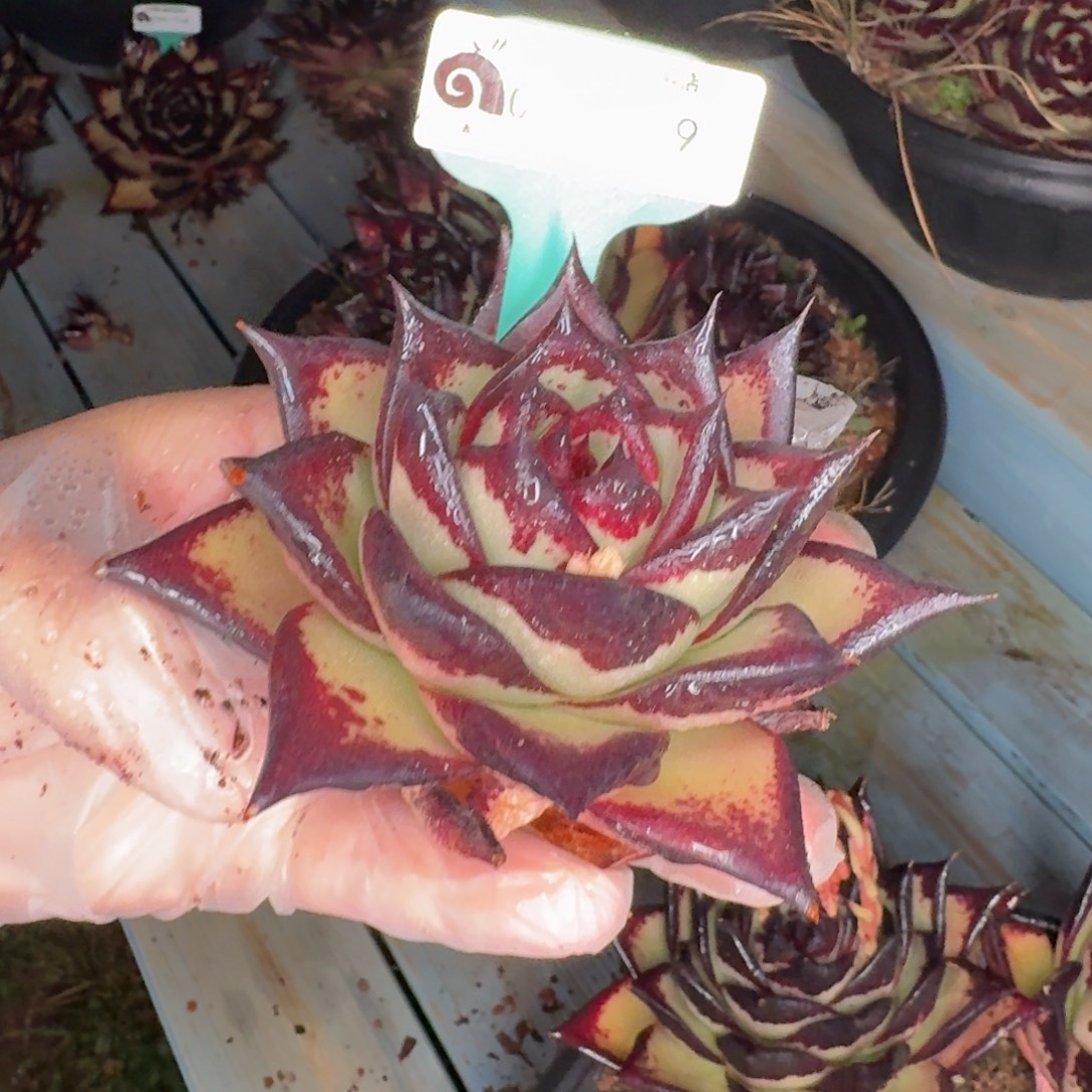 从前慢花园多肉编号0101-149