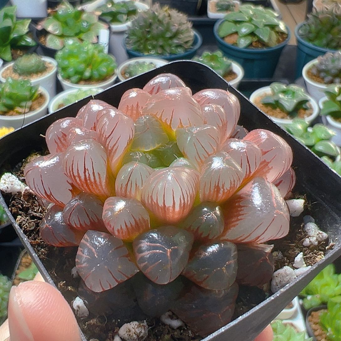 玲珑玉露多肉植物一颗