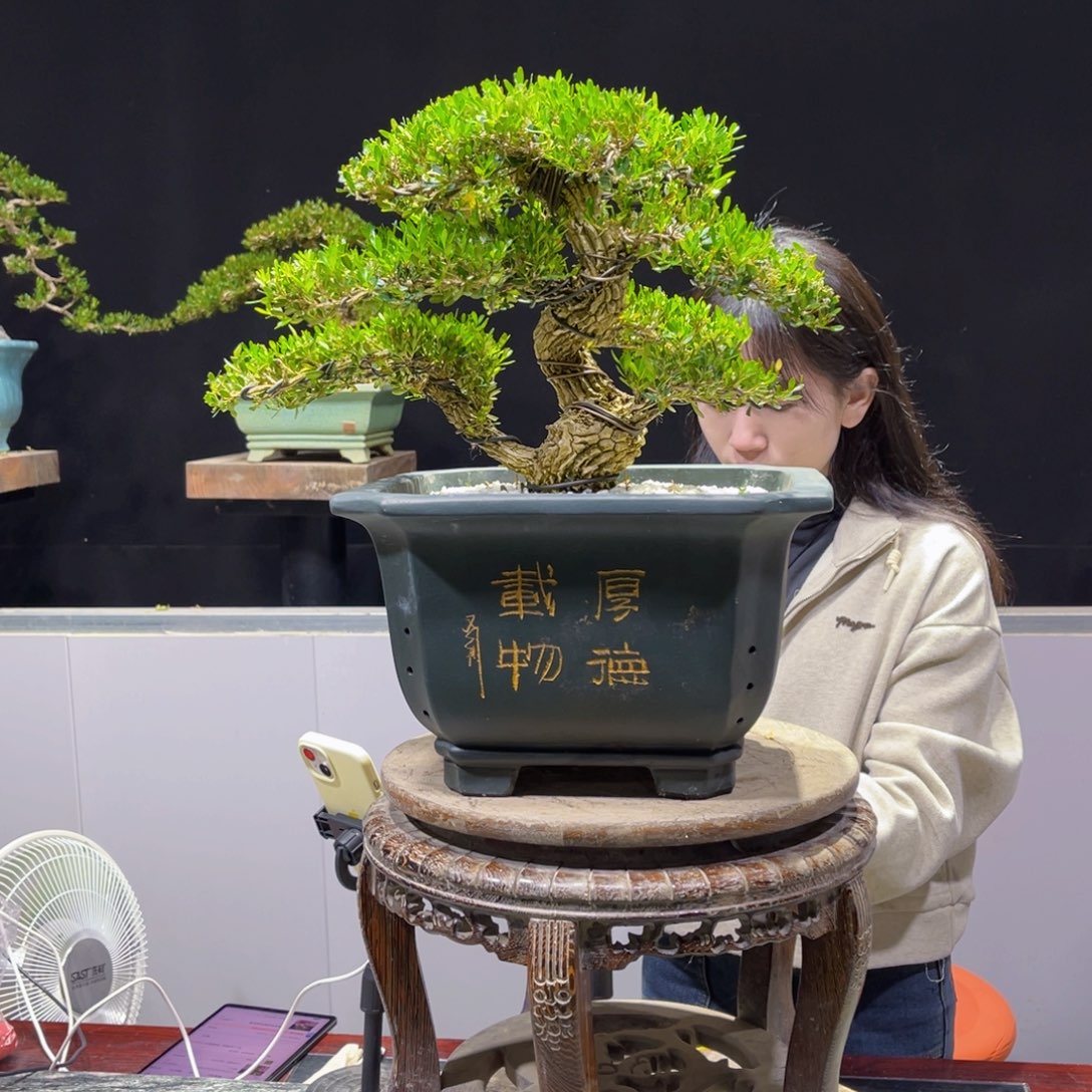 四季常青老桩黄杨盆景