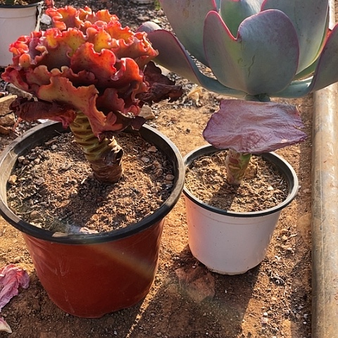 你****沙95 号包菜系列 2棵