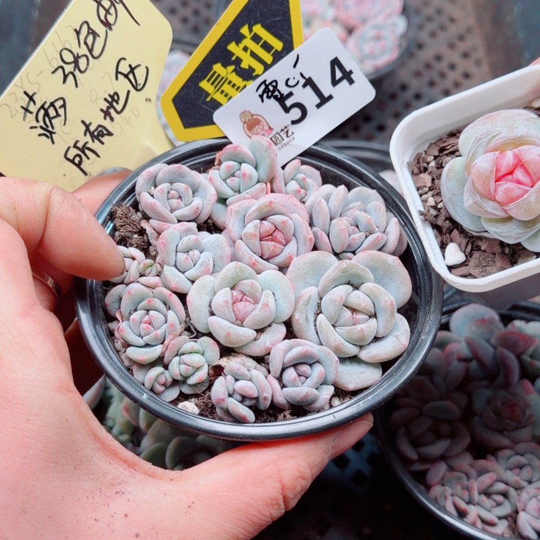 多肉植物多肉植物