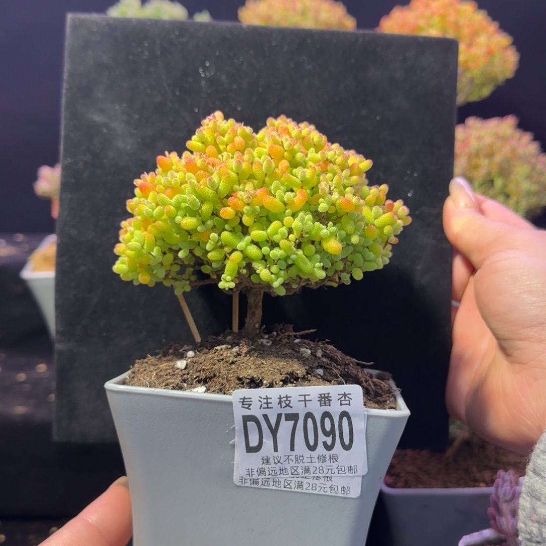 dy090精控金桔老桩直杆冠幅10cm