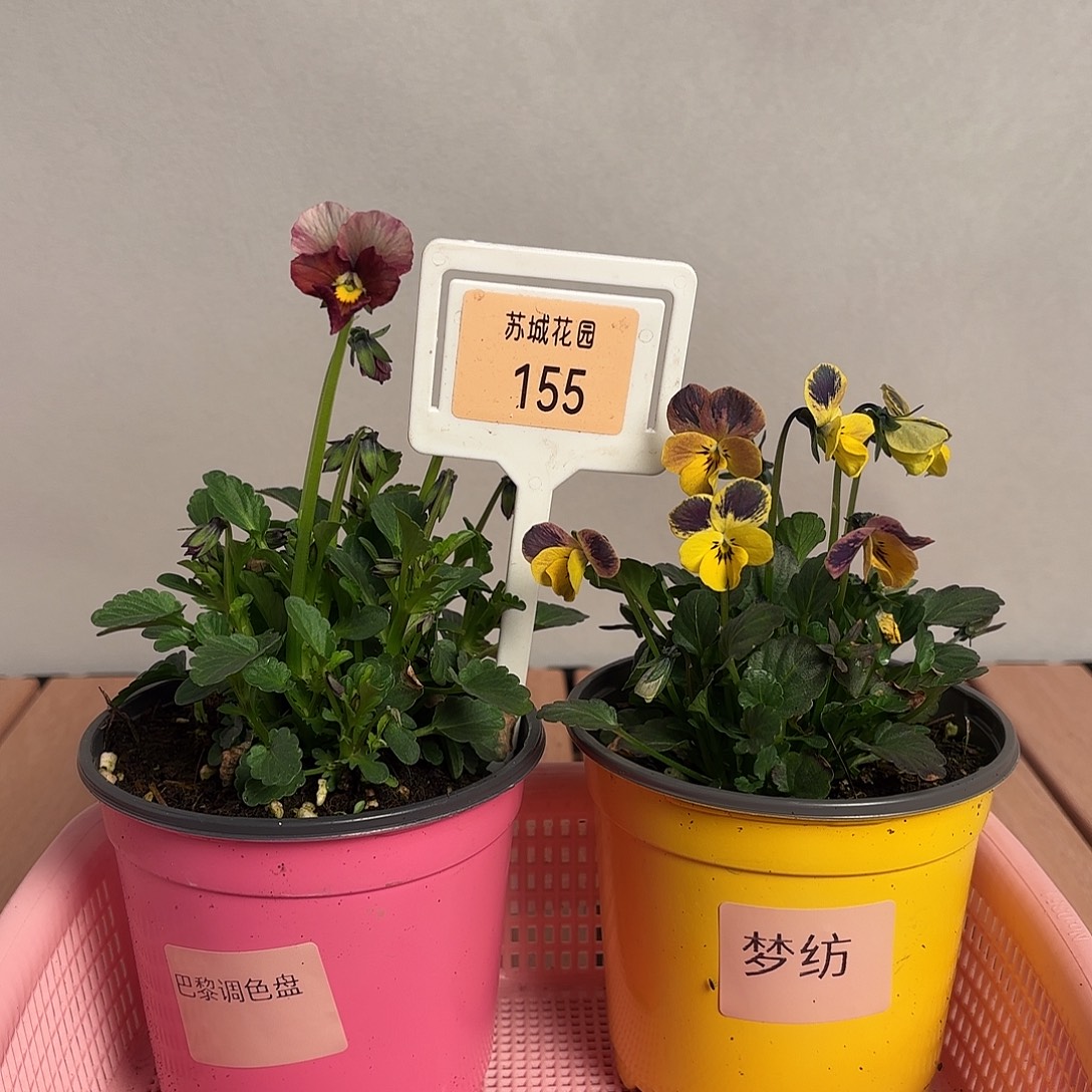 大部分开放少量花苞155