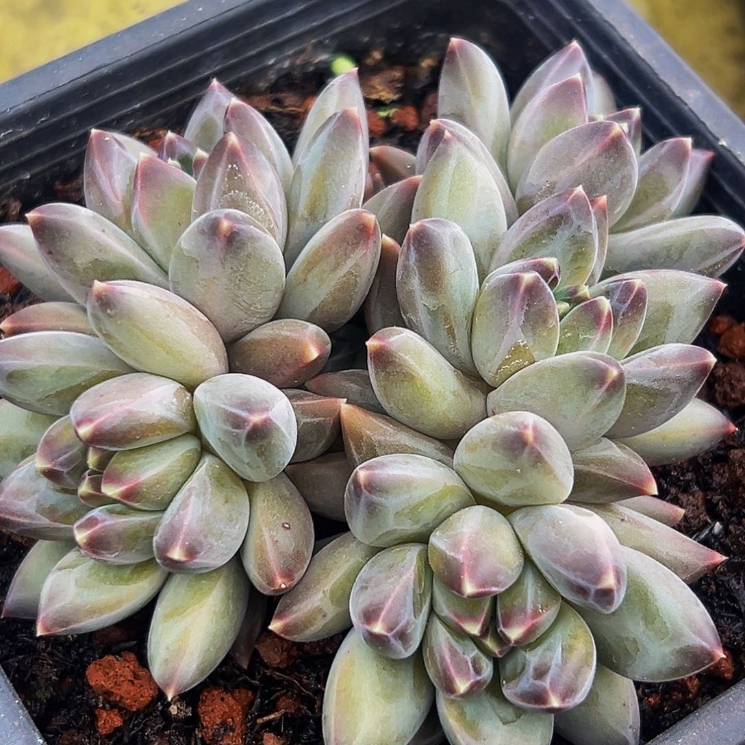 美人系列多肉植物