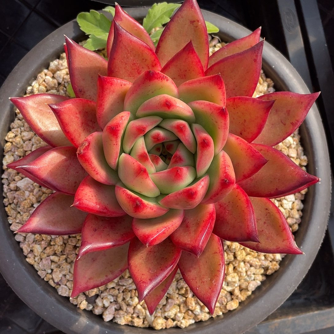 多肉植物一物一拍