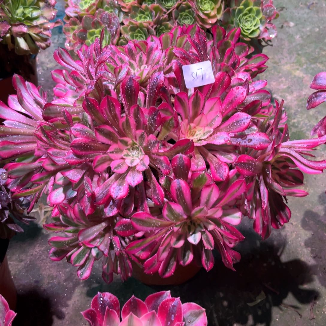 多肉植物红铜白517