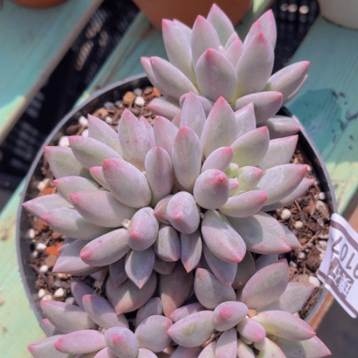 【闪购商品】金鱼姬19107