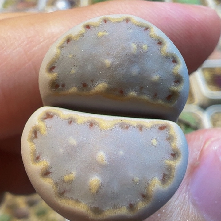 蓝饼干多肉植物带盆