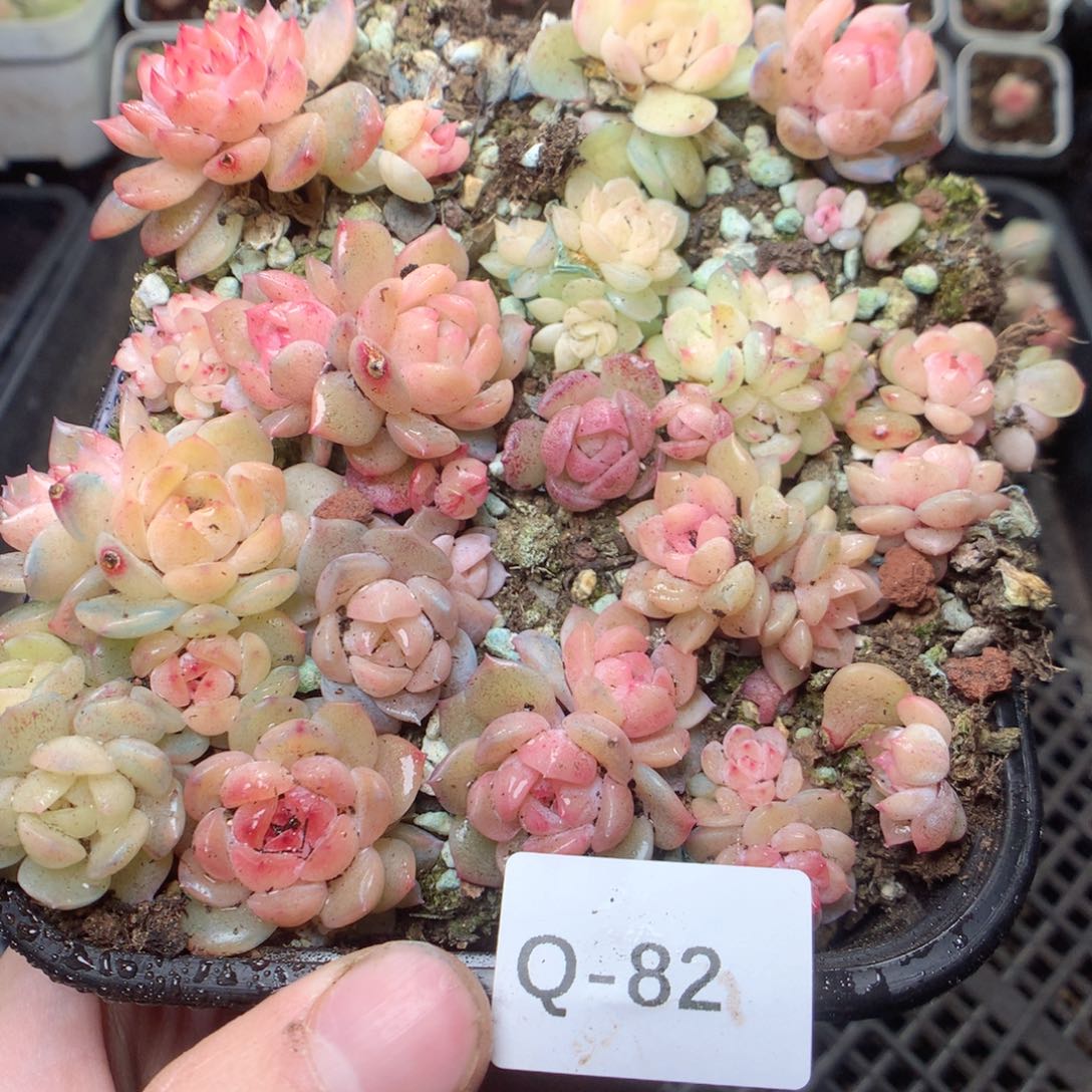 无花朵Q82 yyyttttt