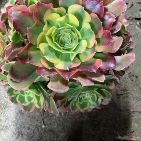 多肉植物特斯拉。