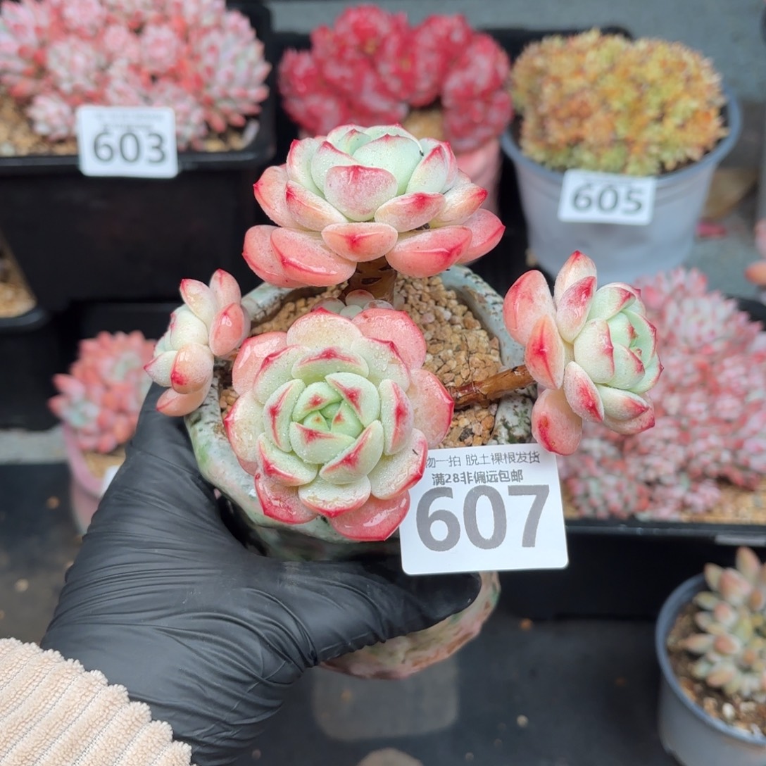 香草多肉无盆土发货